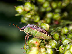 The brown stink bug, Euschistus servus, is about 11 mm long: Click here for photo caption.