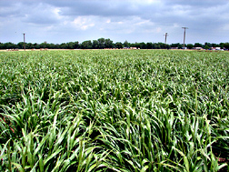 Verl eastern gamagrass: Click here for photo caption.