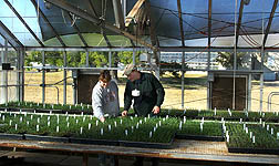 Technician (left) and geneticist evaluate new bluegrass hybrid seedlings at Woodward: Click here for full photo caption.