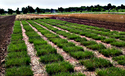 Texas and hybrid bluegrasses grown in replicated small plots at Woodward were evaluated for vigor, persistence, disease resistance, and forage/turf traits: Click here for photo caption.