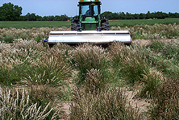 Texas bluegrass seed being harvested at Woodward, Oklahoma, for further evaluation and establishment studies: Click here for photo caption.