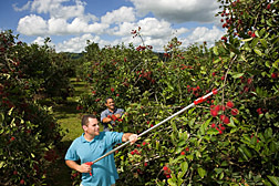 Technicians harvest rambutan fruit from an experimental orchard: Click here for full photo caption.