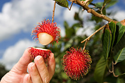 Rambutan fruit with edible pulp exposed: Click here for photo caption.