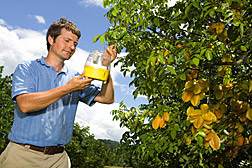 In a study of the fruit’s potential as a host to fruit flies, entomologist inspects a fruit-fly trap on a carambola tree: Click here for photo caption.
