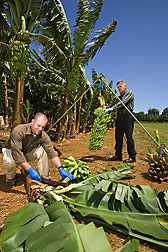 Horticulturist (foreground) and technician harvest and weigh banana bunches from the germplasm collection: Click here for full photo caption.
