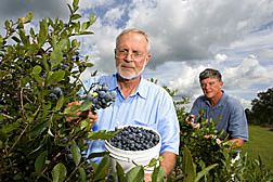 Research leader and horticulturist collects fruit from DeSoto, a new rabbiteye blueberry released by ARS breeders, while geneticist selects propagation material from the plant: Click here for full photo caption.