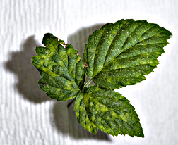 Black raspberry leaf with symptoms of black raspberry necrosis virus: Click here for photo caption.