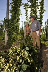 Oregon State University (OSU) student and OSU research associate select one of the experimental lines of hops for yield and cone shape: Click here for full photo caption.