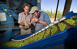 ARS geneticist (left) and Anheuser Busch agronomist examine and smell hop cones for quality and aroma characteristics: Click here for full photo caption.