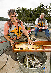 Ecologist inspects and weighs a common carp while biologist records data: Click here for full photo caption.