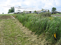 Native grass buffers (including switchgrass and gammagrass) were found to be most effective in reducing atrazine, a widely used herbicide, in runoff: Click here for photo caption.
