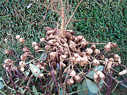 Drought-tolerant peanut yield from full irrigation: Click here for full photo caption.