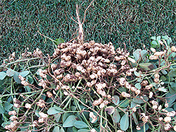Drought-sensitive peanut yield from full irrigation: Click here for full photo caption.