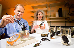 Smithsonian Institution collections manager and entomologist holds an elephant beetle, Megasoma mars, and ARS entomologist holds a hercules beetle, Dynastes hercules: Click here for full photo caption.