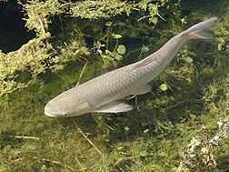 Grass carp or white amur, Ctenopharyngodon idella: Click here for photo caption.