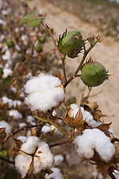 Germplasm line derived from a wild African cotton species and located in College Station, Texas: Click here for photo caption.
