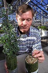 Microbiologist compares growth of alfalfa plants (left) inoculated with Rhizobium with plants that haven’t been inoculated (right): Click here for full photo caption.