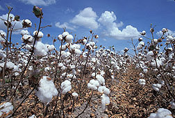 Cotton: Click here for photo caption.