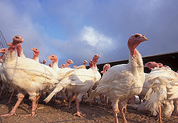Turkeys: Click here for full photo caption.