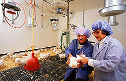 At the ARS Avian Disease and Oncology Laboratory in East Lansing, Michigan, chemist (right) and technician inoculate broiler chickens with an experimental recombinant vaccine against avian leukosis virus: Click here for full photo caption.