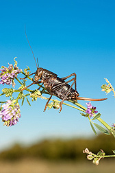 A Mormon cricket: Click here for full photo caption.