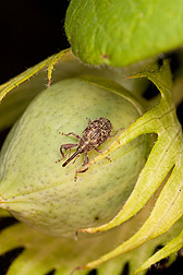 A female boll weevil on a cotton boll: Click here for photo caption.