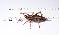 Shown left to right are four of the Mormon cricket's life stages: egg, first instar nymph, third instar nymph, and adult female: Click here for full photo caption.