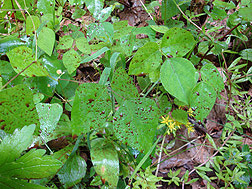 Spray residue of nootkatone on leaves: Click here for photo caption.