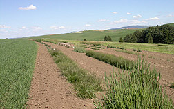 Forage and turfgrass seed-regeneration nursery at the Western Regional Plant Introduction Station, Pullman, Washington: Click here for photo caption.