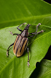 A Diaprepes weevil feeds on a citrus leaf: Click here for photo caption.