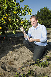 University of Florida assistant professor applies a nematode attractant to a nematode lure to be tested below ground in a citrus field: Click here for full photo caption.