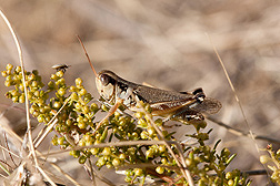 A common grasshopper, Phoetaliotes nebrascensis: Click here for photo caption.