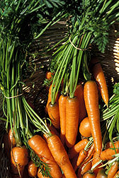Carrots: Click here for full photo caption.