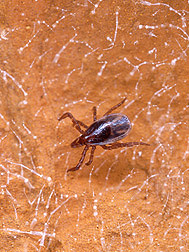 A nymph-stage blacklegged tick on a leaf: Click here for full photo caption.