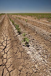 Typical salty and selenium-laden soil planted to cotton in the west side of central California: Click here for photo caption.