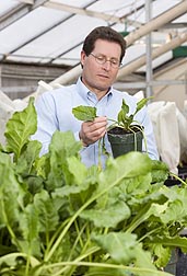 Plant pathologist Carl Strausbaugh rates a sugar beet plant for the viral disease known as "curly top.": Click here for photo caption. 
