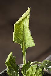 Close-up of sugar beet leaf infected with curly top: Click here for full photo caption.
