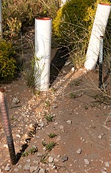 Linear stolons emerging from the transplants at the base of each PVC tube produce chains of daughter plants that appear as islands of grass surrounded by bare soil: Click here for full photo caption.