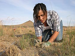 Technician Lacy Carpenter evaluates seedling productivity by counting seedlings in the establishment plot: Click here for full photo caption.