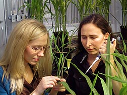 Plant molecular biologist Alisa Huffaker (left) and postdoctoral research associate Martha Vaughan treat plants with the maize peptide ZmPep1: Click here for full photo caption.