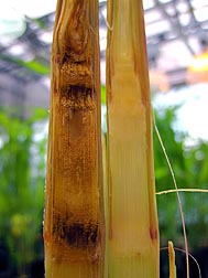 Cross-sections of a corn stem infected (left) and not infected (right) with Fusarium graminearum: Click here for full photo caption.