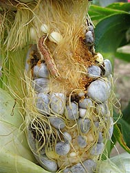 A corn earworm feeds on a corn cob infected with corn smut (blue kernels): Click here for full photo caption.