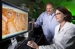 Technician Ami Frank studies images of Leptospira in silver-stained experimental tissues while veterinary medical officer David Alt observes: Click here for photo caption.