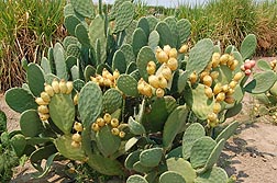 Prickly pear cactus fruit: Click here for photo caption.