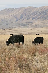 Angus cows grazing on grass and forage kochia in Utah: Click here for full photo caption.