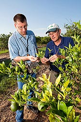 In an orange grove heavily infected with citrus greening disease, entomologists Matt Hentz (left) and David Hall inspect trees for Asian citrus psyllids that have been killed by the beneficial fungus Hirsutella citriformis: Click here for photo caption.