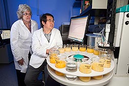 Horticulturalist Elizabeth Baldwin (left) and chemist Jinhe Bai review data from the "electronic tongue," a device that can detect chemical differences related to taste to see whether it can distinguish between juice from HLB-infected oranges and from noninfected oranges: Click here for photo caption.
