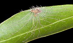 Adult Asian citrus psyllid killed by the fungus Hirsutella citriformis: Click here for full photo caption.