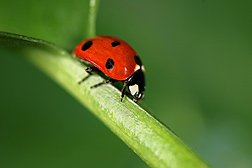 Coccinella septempunctata is a predatory lady beetle introduced in North America to control wheat pests, but its diet also includes pollen and nectar: Click here for full photo caption.