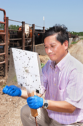 On the research farm at the University of Nebraska, ARS entomologist Jerry Zhu checks stable fly captures from a trap baited with his newly designed attractant, or lure, in a cattle feedlot: Click here for photo caption.